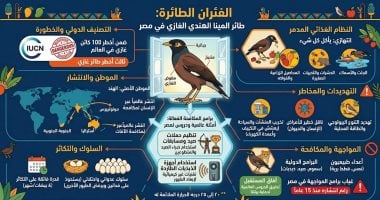 4 مخاطر لطائر المينا الهندي الفئران الطائرة فى مصر.. إنفوجراف